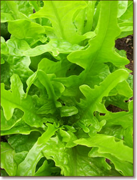 oak leaf lettuc