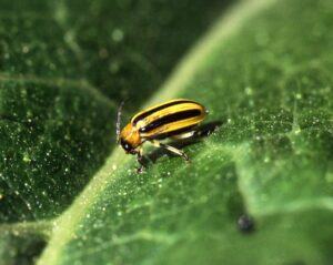 Cucumber beetle photo by Scott Bauer/USDA-ARS