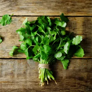 Fresh Herbs, Cilantro