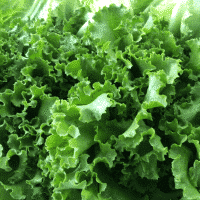 Lettuce, Mixed Salad