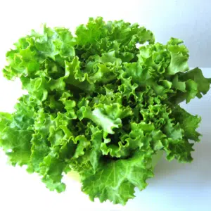 Lettuce, Fresh