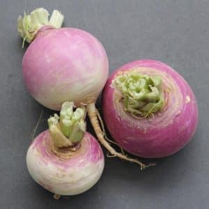Turnips, Purple Top White