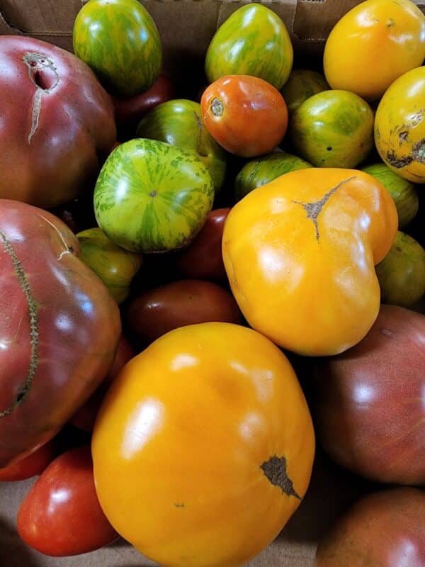 various-heirloom-tomatoes