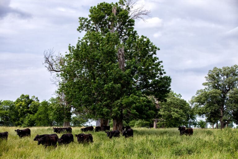 Cattle under the trees at Elmwood Stock Farm