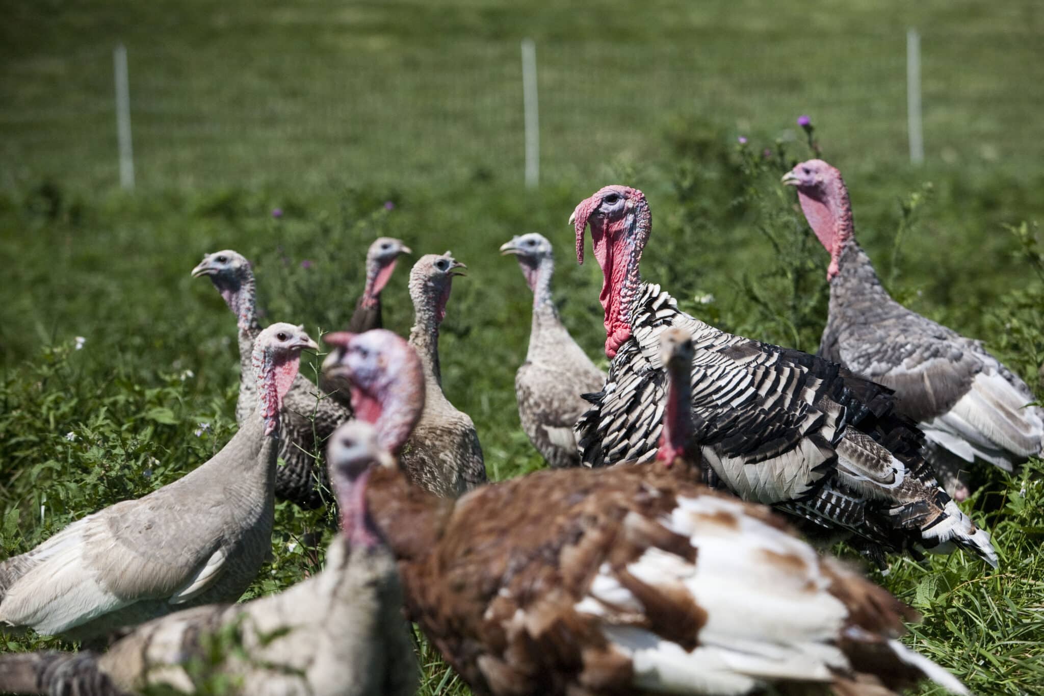 Organic Pasture Raised Turkey Elmwood Stock Farm