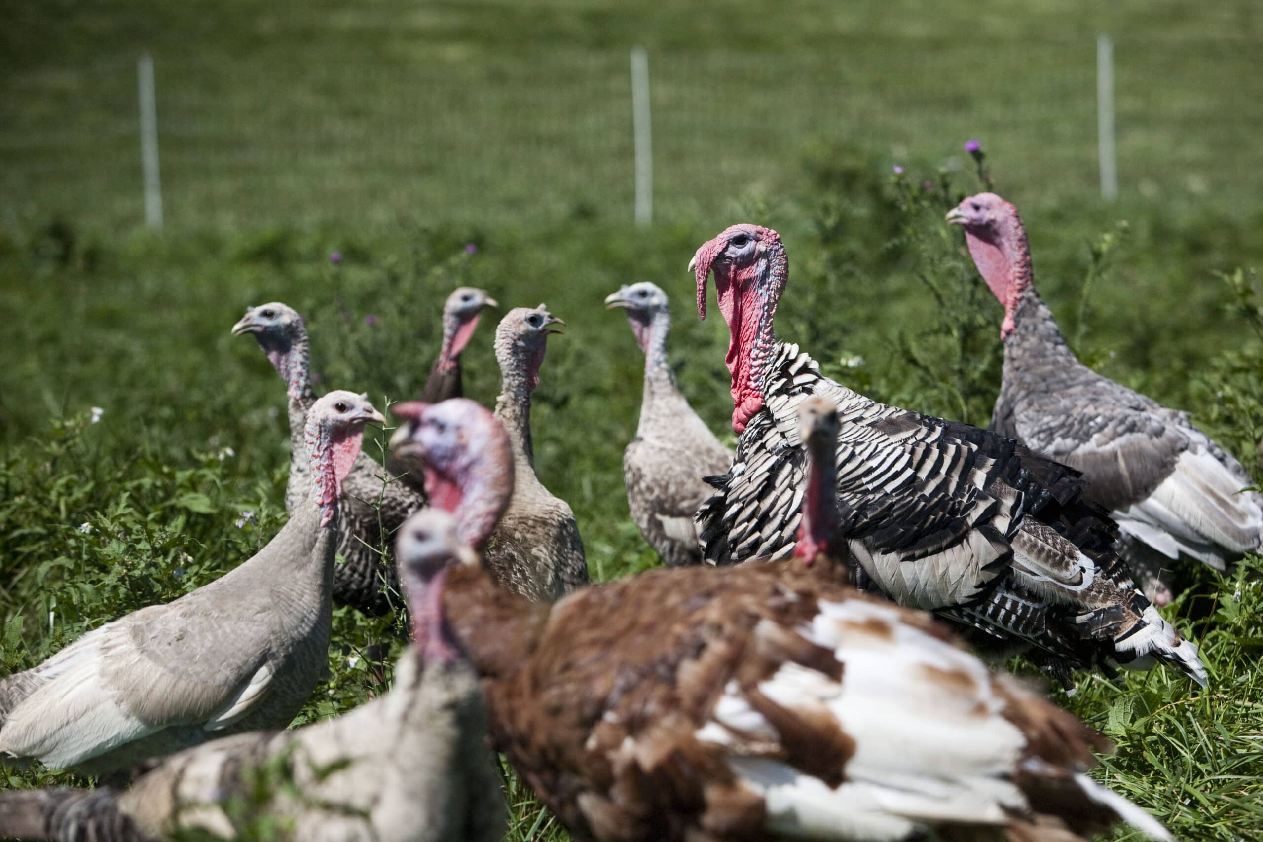 Free Range Organic Turkey Farms