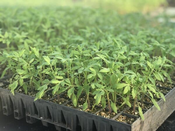 organic tomato seedlings in the greenhouse at Elmwood Stock Farm