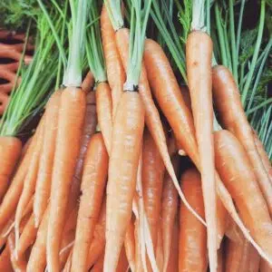 organic carrots from Elmwood Stock Farm