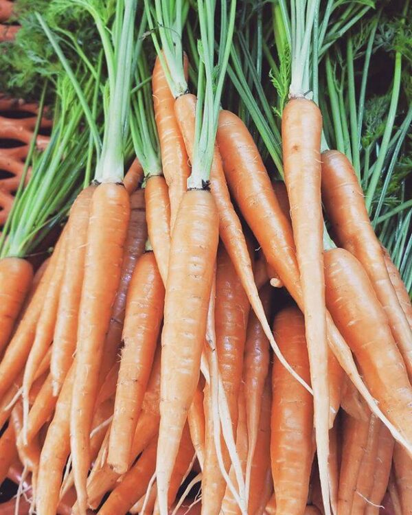 organic carrots from Elmwood Stock Farm