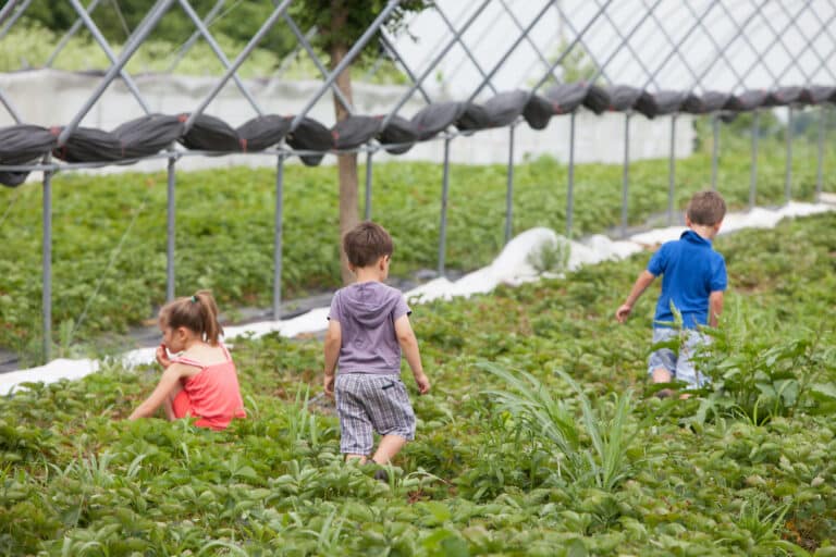 kids in the strawberry field at Elmwood Stock Farm