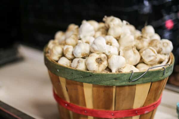 bushel basket of organic garlic