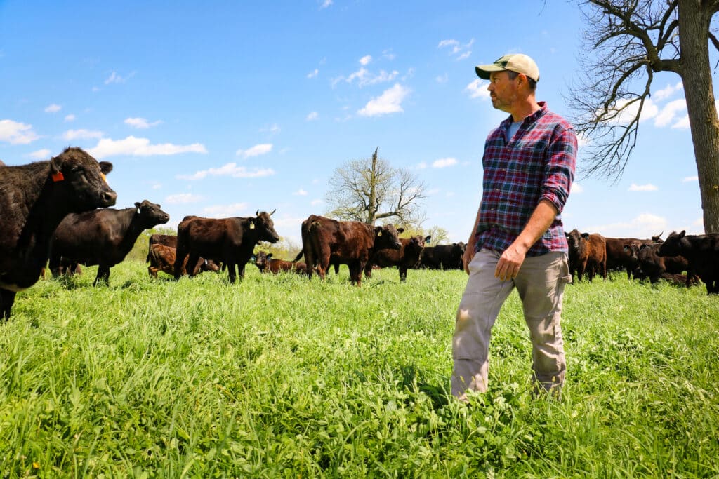 Farmer John Bell checking cattle at Elmwood Stock Farm