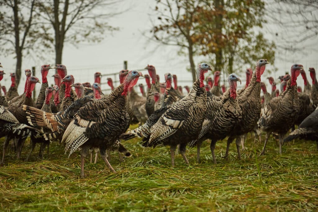 elmwood-stock-farm-heritage-turkeys