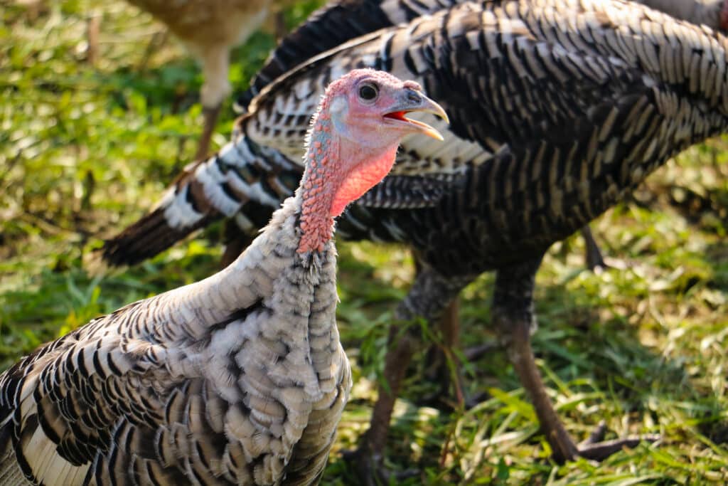 elmwood-stock-farm-organic-turkey-hen
