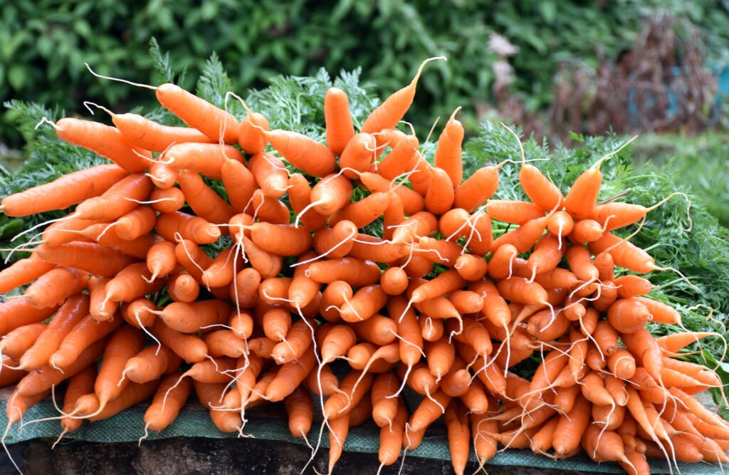organic-carrots-elmwood-stock-farm