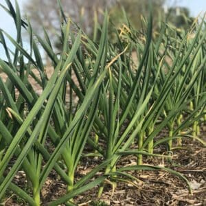 Garlic, Green