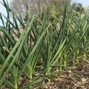Garlic, Green