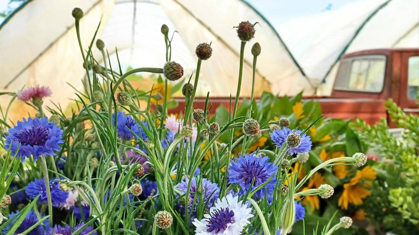A bouquet of flowers grown on the farm in front of Farmer Mac's red pickup truck.