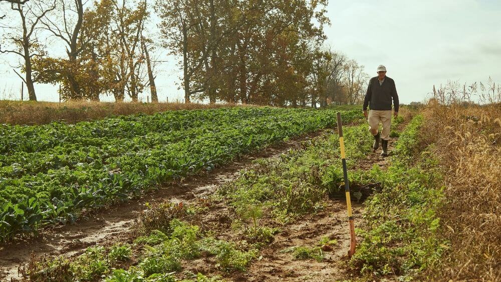 Farmer Mac walking through a fall field of ediblel greens.
